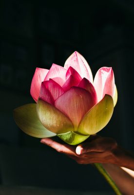 Lotus flower 2